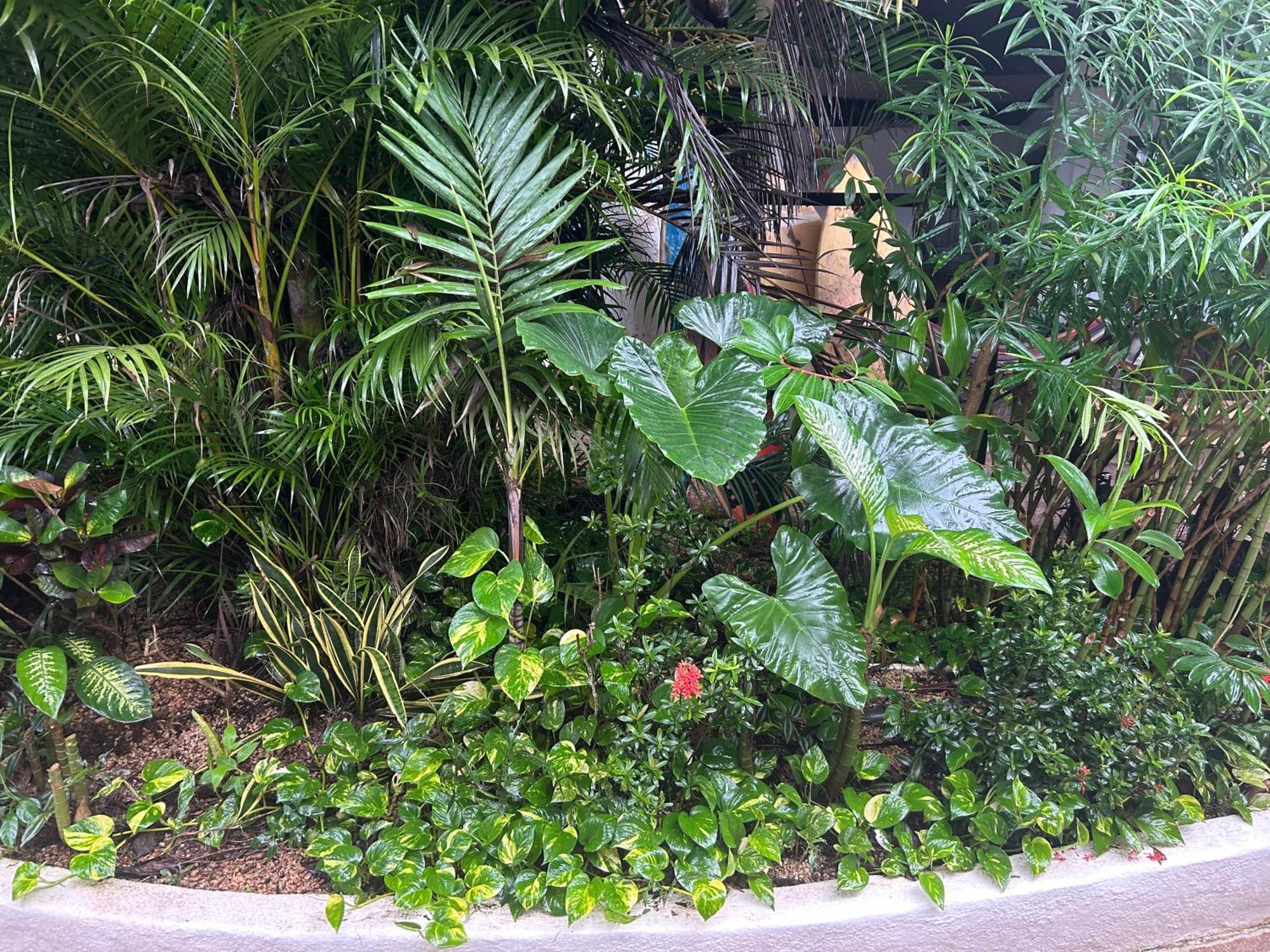 Pura Vida Hostel Tamarindo Kültér fotó