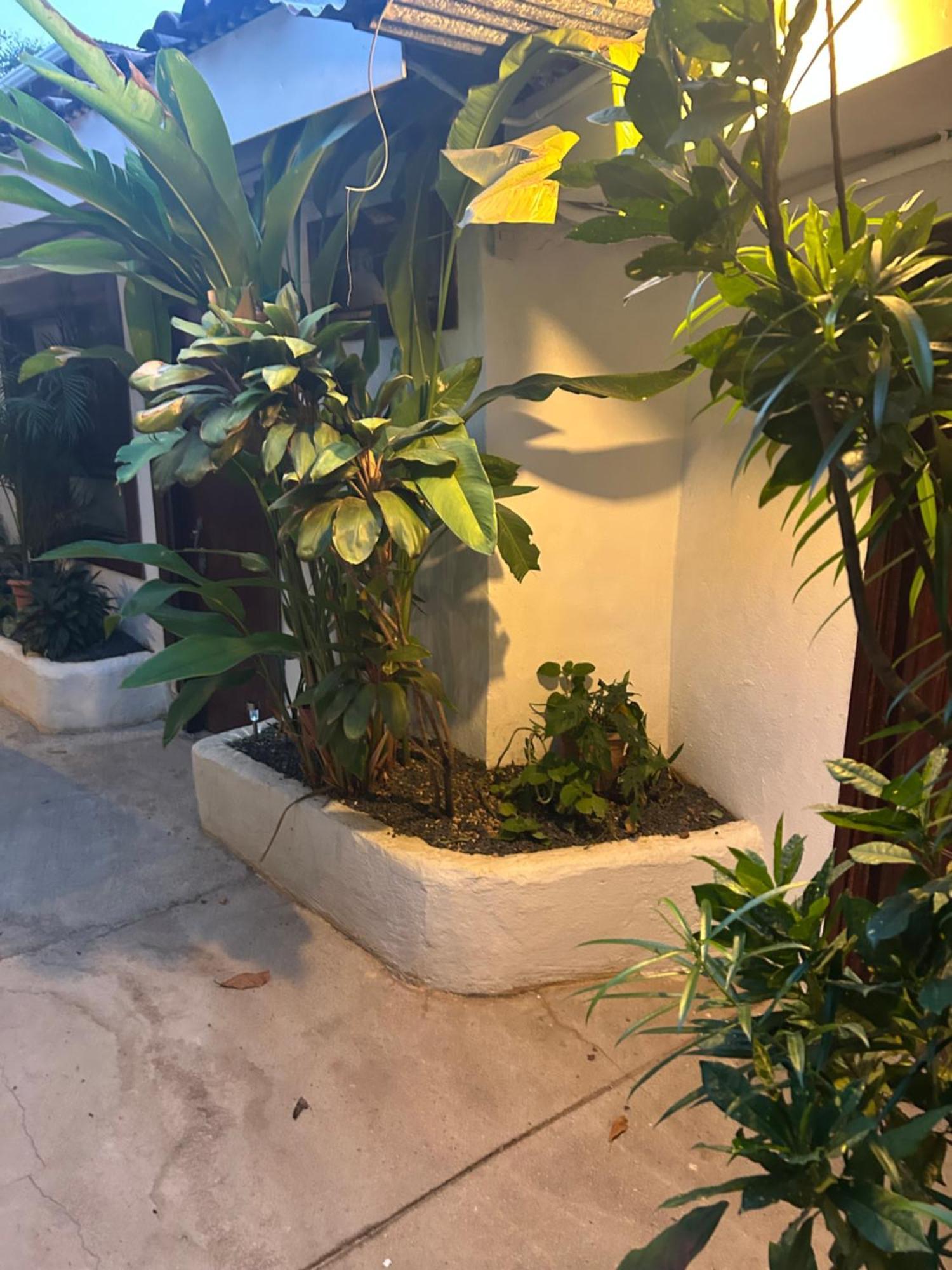 Pura Vida Hostel Tamarindo Kültér fotó